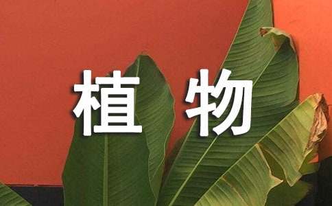 春天的植物作文300字