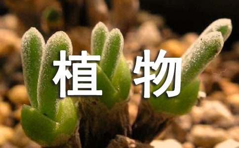 介绍植物的作文300字