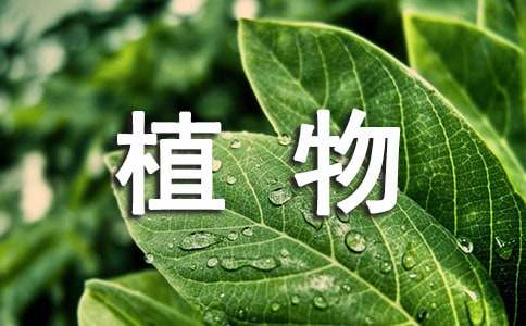 写植物作文300字