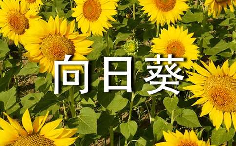 《遥远的向日葵地》读后感